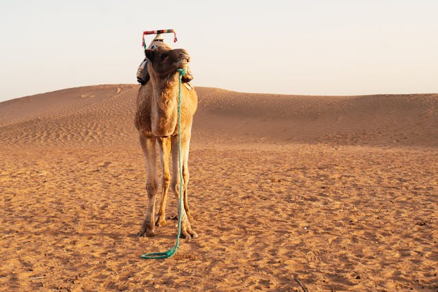 pexels-domenicobertazzo-15260624 Budget Travel Rajasthan